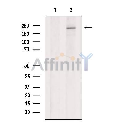 DOCK8 Antibody - Western blot analysis of extracts from 3T3, using DOCK8 Antibody.