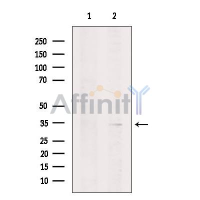DPPA2 Antibody - Western blot analysis of extracts from COS-7, using DPPA2 Antibody.