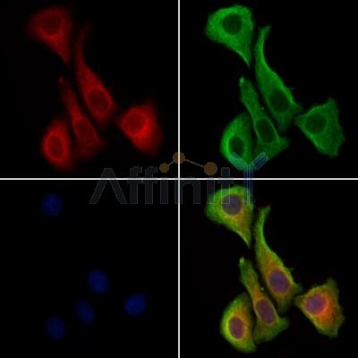 Pericentrin - Centrosome Marker Antibody - DF13210 staining Hela cells by IF/ICC.