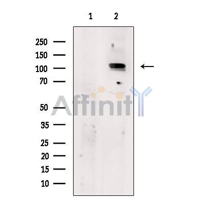 beta COP Antibody - Western blot analysis of extracts from 3T3, using beta COP.