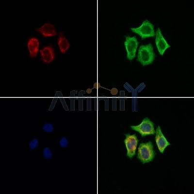 LOX Antibody - DF13251 staining Hela cells by IF/ICC.