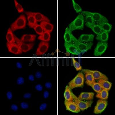 CHL1 Antibody - DF13313 staining Hela cells by IF/ICC.