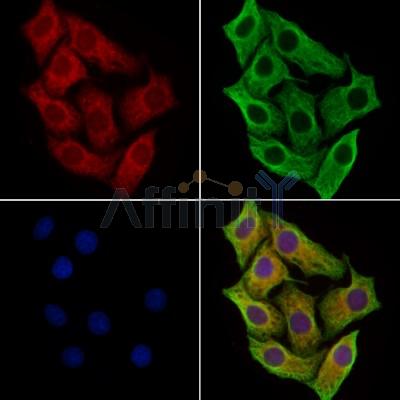 STIL Antibody - DF13333 staining Hela cells by IF/ICC.
