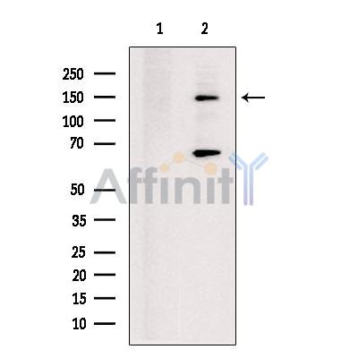 KIF17 Antibody - Western blot analysis of extracts from RAW264.