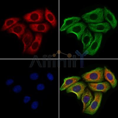 ERp29 Antibody - DF13338 staining Hela cells by IF/ICC.