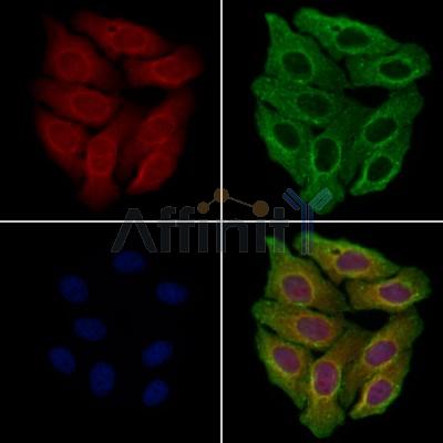 MSH4 Antibody - DF13354 staining Hela cells by IF/ICC.