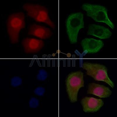 SEPT4 Antibody - DF13393 staining Hela cells by IF/ICC.