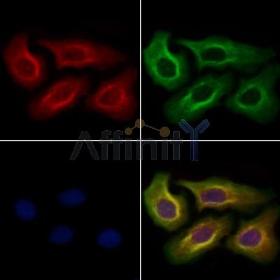 ZW10 Antibody - DF13394 staining Hela cells by IF/ICC.