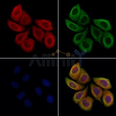 PLVAP Antibody - DF13415 staining Hela cells by IF/ICC.