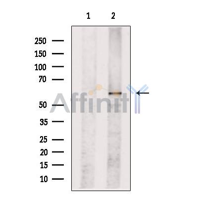 TOM1L2 Antibody - Western blot analysis of extracts from 3T3, using TOM1L2 Antibody.