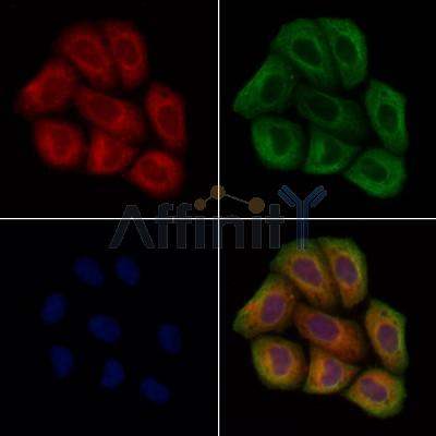 START domain containing 7 Antibody - DF13450 staining Hela cells by IF/ICC.