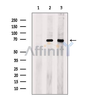 Apc7 Antibody - Western blot analysis of extracts from various samples, using Apc7 Antibody.