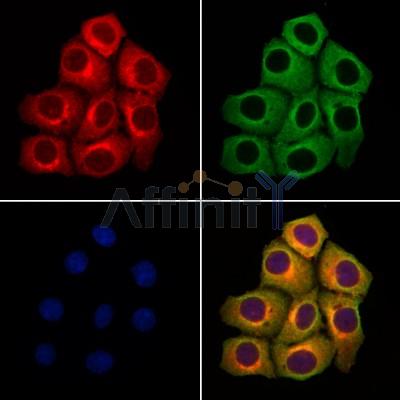 PJA2 Antibody - DF4021 staining Hela cells by IF/ICC.