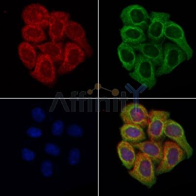 FBLN5 Antibody - DF4056 staining Hela cells by IF/ICC.