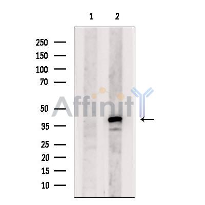 KCNK7 Antibody - Western blot analysis of extracts from Rat  muscle, using KCNK7 Antibody.