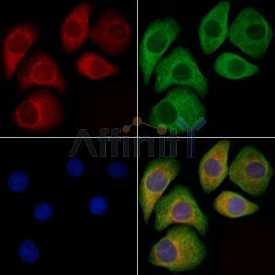 KCNH1 Antibody - DF4319 staining Hela cells by IF/ICC.