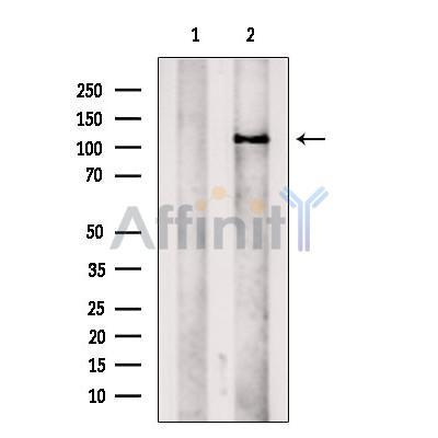 KCNH3 Antibody - Western blot analysis of extracts from Rat  muscle, using KCNH3 Antibody.
