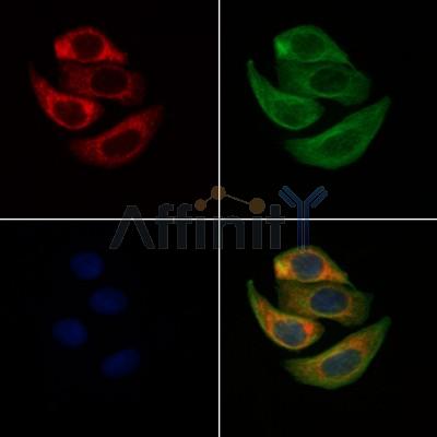 SLC10A7 Antibody - DF4515 staining Hela cells by IF/ICC.