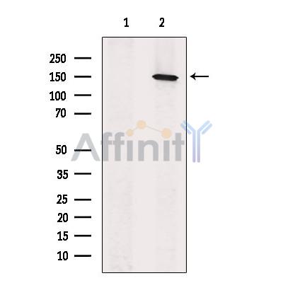 GPR116 Antibody - Western blot analysis of extracts from 3T3, using GPR116 Antibody.