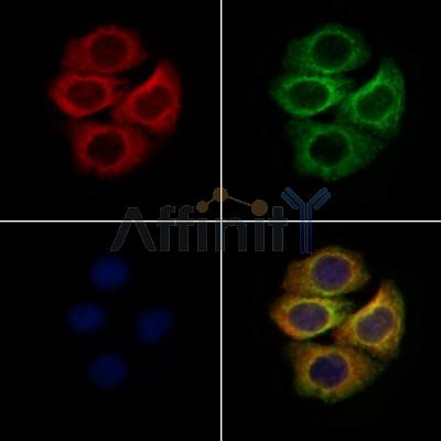 GPR32 Antibody - DF4971 staining Hela cells by IF/ICC.
