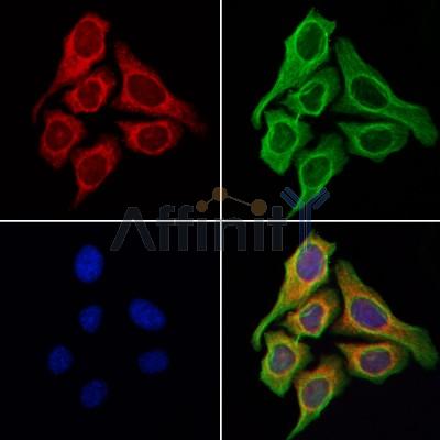 GPR87/GPR95 Antibody - DF4978 staining Hela cells by IF/ICC.