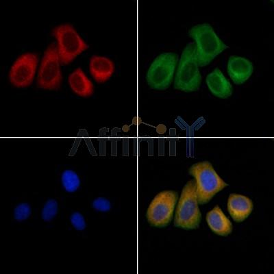 TBRG4 Antibody - DF6079 staining Hela cells by IF/ICC.