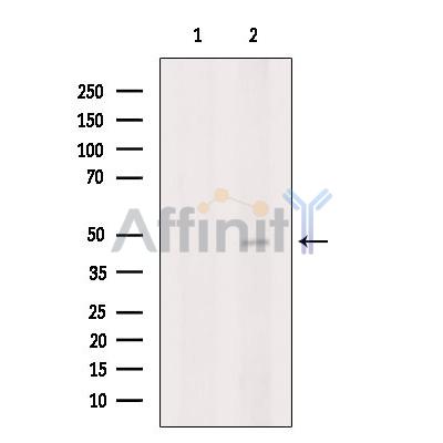SIRT7 Antibody - Western blot analysis of extracts from VERO cells, using SIRT7 Antibody.