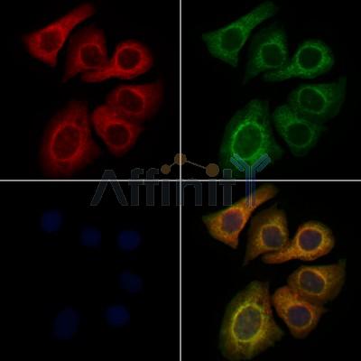 LCN6 Antibody - DF6336 staining Hela cells by IF/ICC.