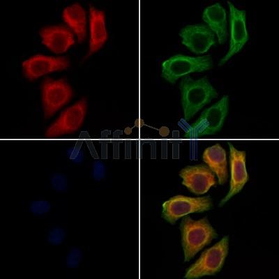 DEFB121 Antibody - DF6340 staining Hela cells by IF/ICC.