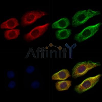 ITPA Antibody - DF6353 staining Hela cells by IF/ICC.