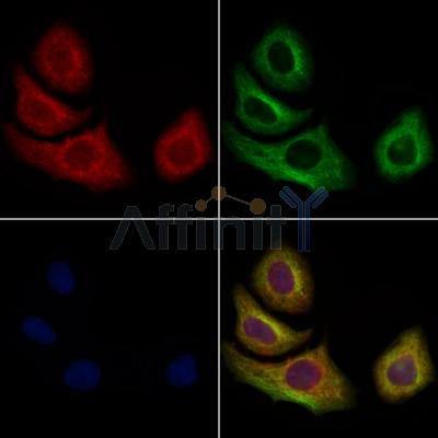 SCGB1A1 Antibody - DF6581 staining Hela cells by IF/ICC.