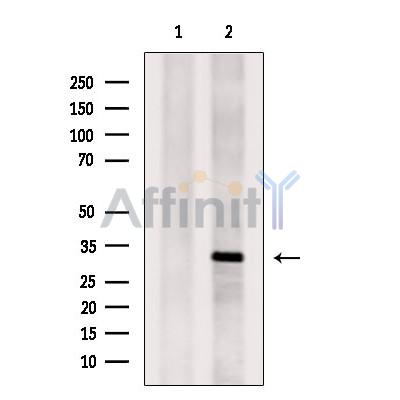TPSAB1 Antibody - Western blot analysis of extracts from 3T3, using TPSAB1 Antibody.