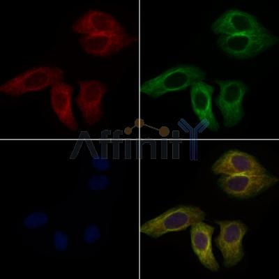 KLRD1 Antibody - DF6773 staining Hela cells by IF/ICC.