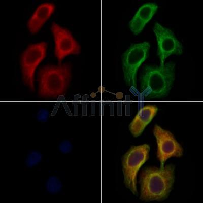 SPINLW1 Antibody - DF6872 staining Hela cells by IF/ICC.