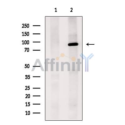 MYSM1 Antibody - Western blot analysis of extracts from Pc12, using MYSM1 Antibody.