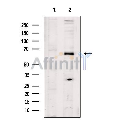 PRDM14 Antibody - Western blot analysis of extracts from HepG2 cells, using PRDM14 Antibody.