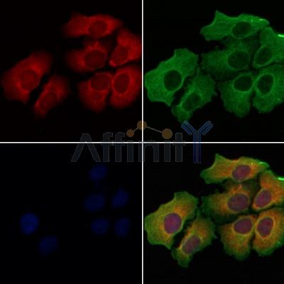 AGR2 Antibody - DF7855 staining Hela cells by IF/ICC.