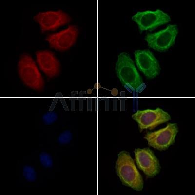 IFIT2 Antibody - DF8962 staining Hela cells by IF/ICC.