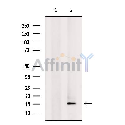 MRPL55 Antibody - Western blot analysis of extracts from 3T3, using MRPL55 Antibody.