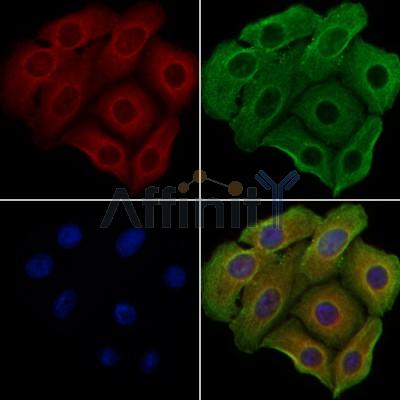 GPSM2 Antibody - DF9540 staining Hela cells by IF/ICC.