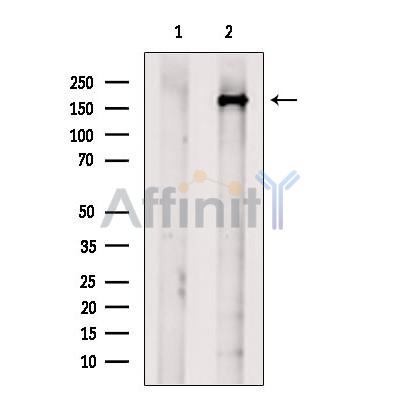 USP54 Antibody - Western blot analysis of extracts from RAW264.