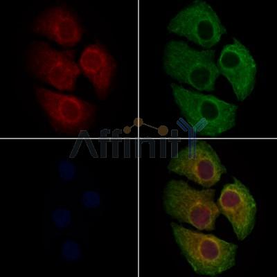 HCN3 Antibody - DF9770 staining Hela cells by IF/ICC.