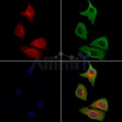 RAB11FIP1 Antibody - DF9795 staining Hela cells by IF/ICC.