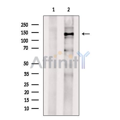 USP31 Antibody - Western blot analysis of extracts from PC12, using USP31 Antibody.