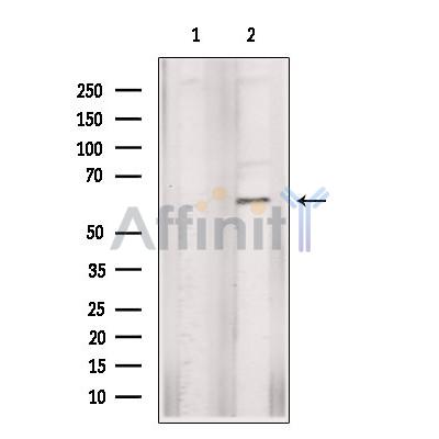 Smad4 Antibody - Western blot analysis of extracts from K562, using Smad4 Antibody.