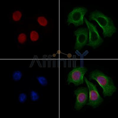 Histone H4 Antibody - AF4657 staining Hela cells by IF/ICC.