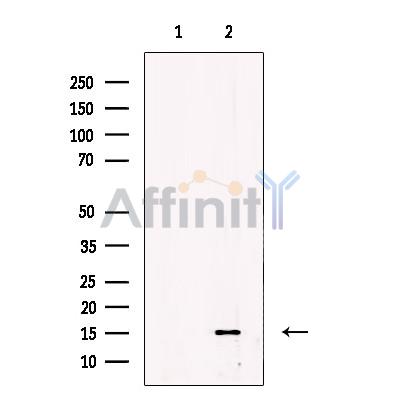 ENSA Antibody - Western blot analysis of extracts from Rat heart, using ENSA /ARPP19 Antibody.