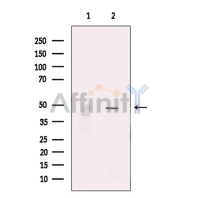 PSMC5 Antibody - Western blot analysis of extracts from 293T, using Rpt6 Antibody.