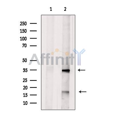 VEGFA Antibody - Western blot analysis of extracts from Hybridoma cells, using VEGF Antibody.