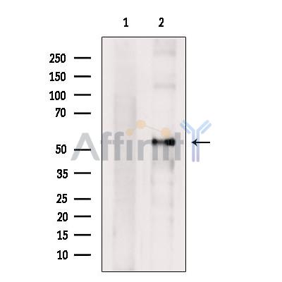Cyclin A1 Antibody - Western blot analysis of extracts from COS-7, using Cyclin A1 Antibody.